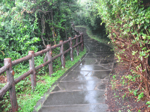 비가 와서 촉촉히 젖은 산책로...