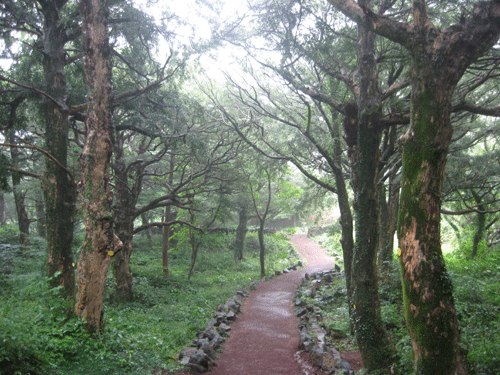 양쪽으로 비자나무가 빽빽하게 보초 서있는 산책로.