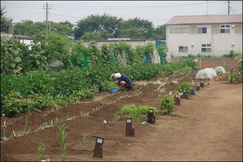 네리마구 체험농원 ‘오오이즈미카제노학교(큰 샘물 바람의 학교)’. 사진 속 푯말은 30㎡에 해당하는 각 구획을 뜻한다. 여기선 농장주가 지시하는 작물만 재배 가능하다. 