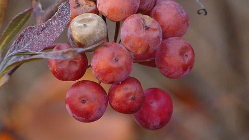 지난 가을에 익은 빨간 청미래 덩굴 열매입니다.