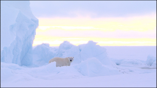 북극곰 1마리는 한 해 45마리의 바다표범을 잡아먹어야 생존할 수 있다. 지구 온난화로 얼음이 녹으면서 얼음바다를 근거지로 하는 바다표범이 줄어들고 있다. 북극곰 역시 먹이 사냥에 어려움을 겪고 있다. 사진은 MBC 다큐멘터리 <북극의 눈물> 한 장면.