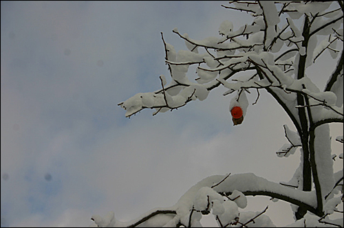 마당의 감나무에 눈이 쌓인 모습.