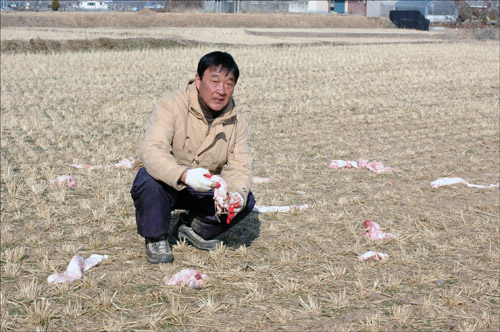 경남 고성 철성고등학교 뒤편 논바닥에서 독수리 먹이를 주고 있는 김덕성 선생님