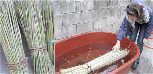 복조리의 재료가 되는 산죽(왼쪽). 네 가닥으로 쪼갠 산죽은 부드러워지도록 물에 반나절 정도 담가 놓는다.