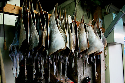 홍어는 전라도 지방의 토속음식이다. 황룡수산의 바깥주인은 홍어의 수컷은 그것이 두 개(맨 앞 사진)라고 한다. 