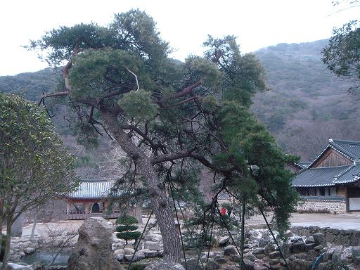 대흥사 경내에 작은 느낌의 연못이 있다.