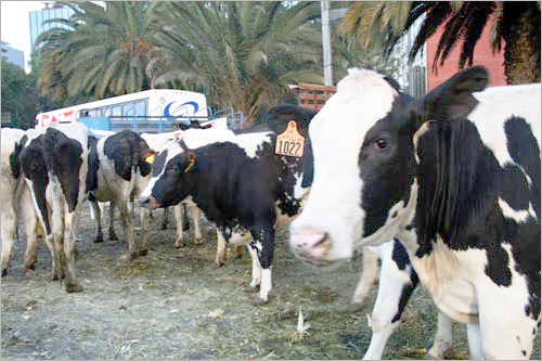 혁명 광장에 짚을 뿌려놓고 풀어 놓은 소들은 농민의 문제가 비단 토르티야뿐만은 아니라는 사실을 상기시켜 준다. 
