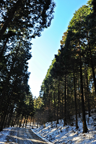 편백나무와 삼나무가 하늘을 가리고 있다. 숲길을 산책하면 기분이 상쾌해진다.
