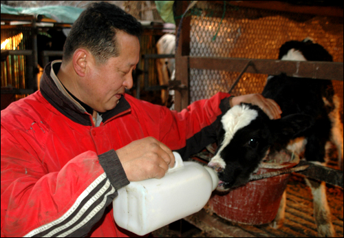 함안에서 20년째 젖소를 키우는 김주석씨가 송아지한테 우유를 먹이고 있다.