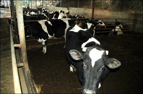 미국산 쇠고기 수입과 사료값 인상으로 젖소 송아지 값이 떨어져 젖소 사육 농가에 피해가 크다고 합니다.