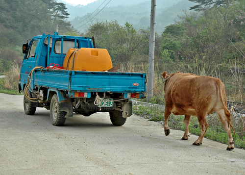비록 차 뒤에 묶여 따라가지만 소는 묵묵히 논갈이 밭갈이를 할것입니다. 주인은 소를 위해 천천히 이동합니다.