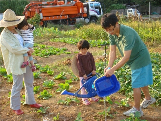 인천도시농업네트워크 텃밭회원인 다은이(가운데)네 가족이 십정동에 있는 텃밭에서 배추를 가꾸고 있다.
