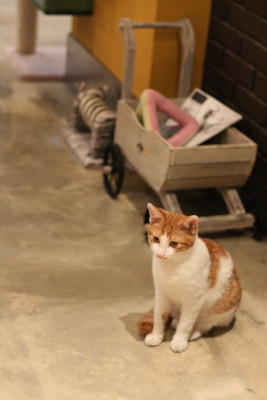 필자가 가장 좋아하는 한국형 동네 고양이다. 