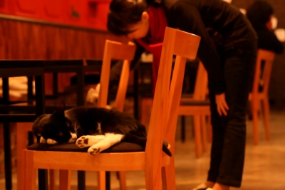 자신의 자리에 드러누운 고양이를 지켜보는 고양이 카페 손님