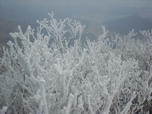 영남알프스 최고봉 가지산에 눈이 내리고...