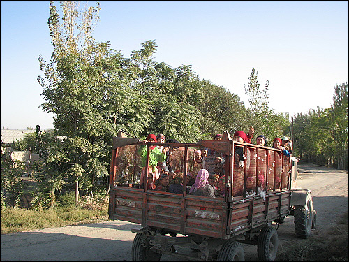 우즈벡 여인들이 트럭을 타고 목화밭에 일하러 간다