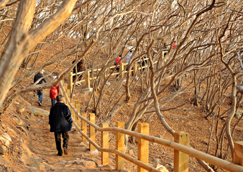  소사나무 군락지가 있는 산책로. 바다 바람이 상쾌하다.