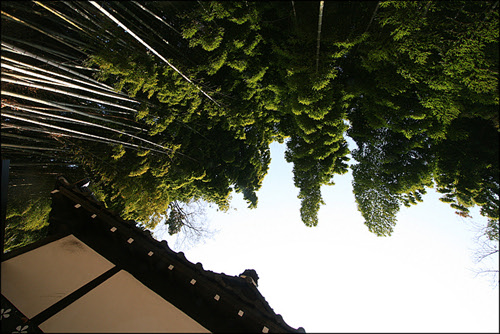 죽 벋은 대나무와 처마선과 대나무 잎 윤곽선이 만들어내는 풍경