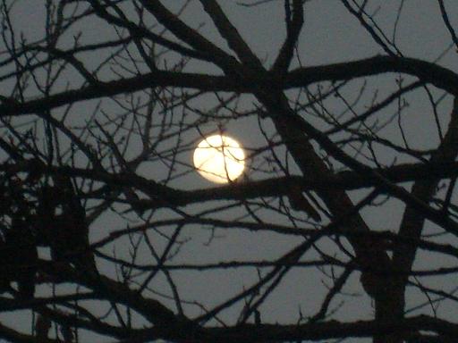 앙상한 2월의 나뭇가지 사이로 밤이 깊어갈수록 더욱 생기를 띠는 달빛 보며 걷는 길...