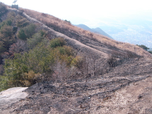 거센 불길은 배바우 방화선을 넘어 인근 산으로 타고 갔다.