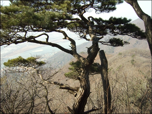  등산길에서 만난 멋진 소나무