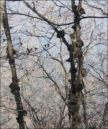 예빈산 오르막길에서 만난 혹부리나무