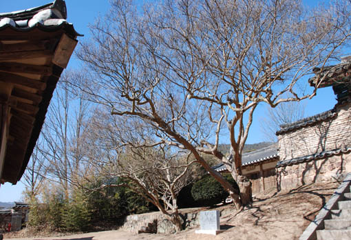이른 봄 병산서원 앞 배롱나무가 서서히 기지개를 펴고 있다.  