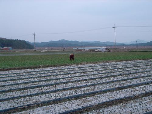 한 할머니 농부가 마늘밭을 건사하고 있다. 넓은 논배미. 하지만 요즘 농촌은 일 할 사람이 없다. 