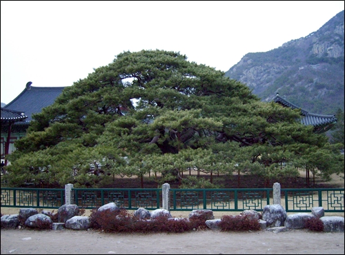  운문사 처진 소나무