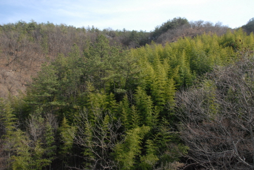 진상청대죽전(進上靑大竹田)-진상품목으로 지목되어 있던 푸른대나무 밭입니다.