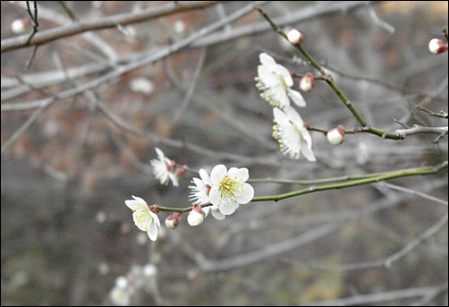 학교 뒷산에 핀 매화 꽃은 해마다 새롭게 피어난다. 새로운 마음으로 아이들을 맞이하라는 듯이. 