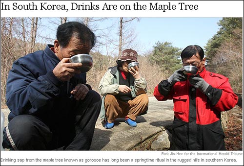  한국의 고로쇠 수액 열풍을 보도하는 <뉴욕타임스>