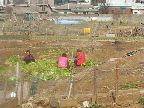  봄배추밭 아주머니들. 허술한 가옥들이 가난한 동네임을 말해주고 있지만, 가끔 터지는 웃음 속에서 평화롭고 편안한 기운이 감돕니다. 
