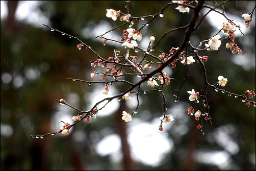 강릉(3월 13일), 봄비가 내리는 가운데 매화가 피어나고 있다.