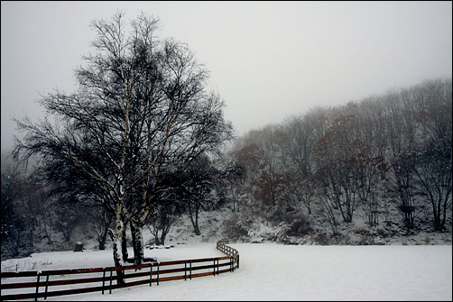 대관령 양떼목장(3월 13일), 하늘아래 첫 마을답다. 밤새 내린 봄비였지만, 이 곳에는 하얀 눈이 내렸다.