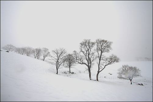 앙상한 나무와 하얀 눈이 만든 세상도 아름답다.