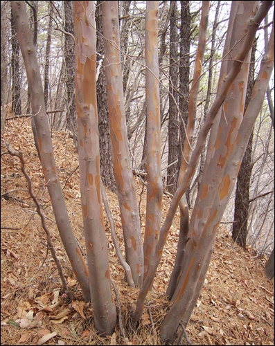 줄기무늬가 아름다운 노각나무