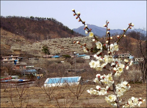 매화꽃으로 뒤덮인 관동마을 풍경