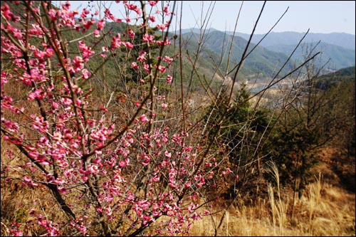  산절로야생다원 홍매