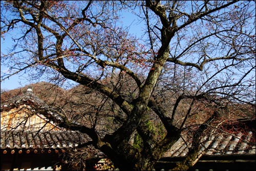  고불매 사진. 아직 꽃이 피지 않았다.