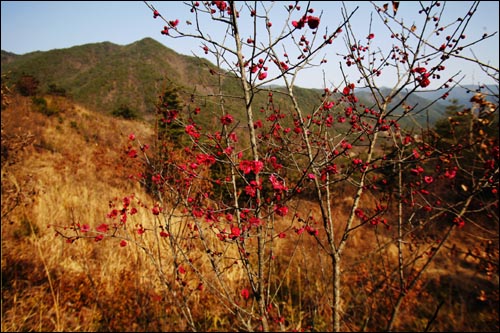  산절로야생다원 홍매