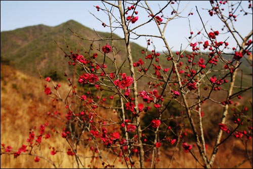  산절로야생다원 홍매