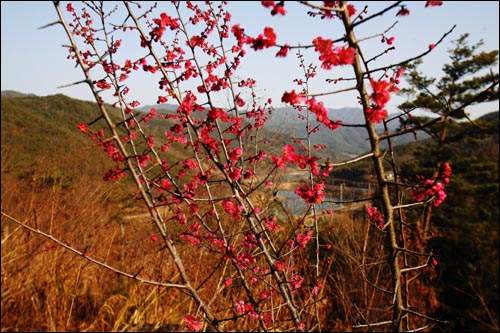  산절로야생다원 홍매