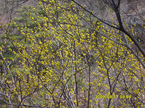 산 중턱에 한껏 피어난 노란 산수유꽃. 아이들의 가슴 벅찬 청춘도 저 꽃 처럼 피어나겠지요.