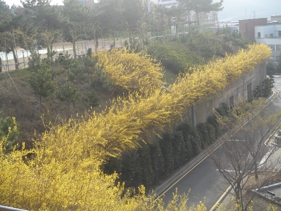 담벼락을 접수한 개나리의 모습.