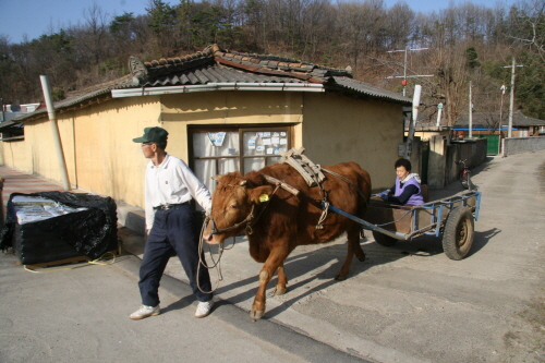 마을 골목길을 나오는 모습 -