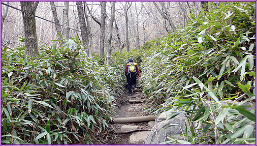  사람들이 산죽 빛 푸른 산길을 걸어 법계사로 올라갑니다.