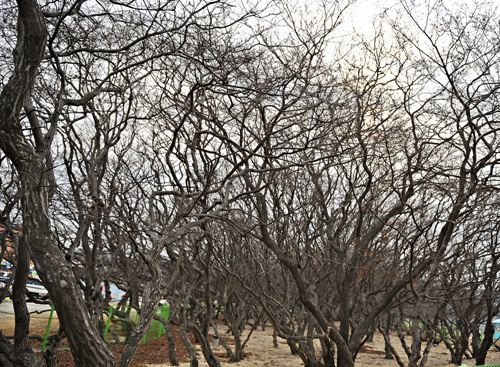 900여평에 수백년된 소사나무가 있는 십리포해수욕장