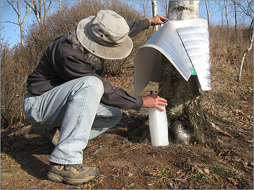 산림청 연구결과 자작나무 수액은 햇볕에 노출되면 1일 정도 지나면 변질되고, 고로쇠는 상온에서 15~20일 정도라고 합니다
