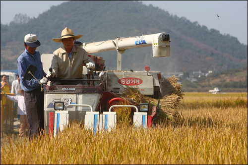 노무현 전 대통령이 지난해 가을 오리농법으로 경작한 벼를 수확하고 있는 모습.